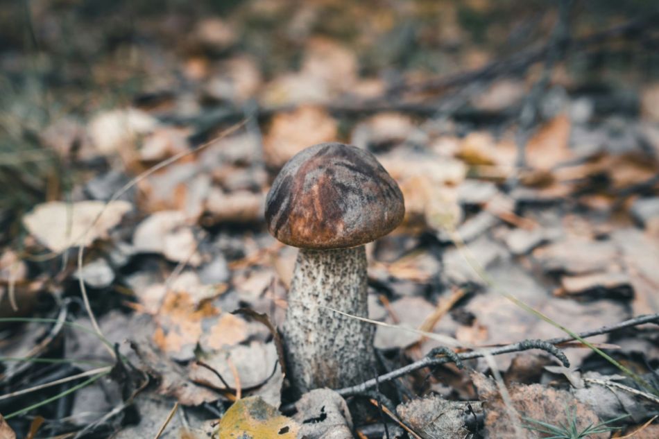 Cerdo gris (Leccinum scabrum) – datos botánicos, características, morfología, hábitat, propiedades